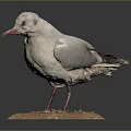 Detailed Preserved Seagull Taxidermy Standing On Base With Small Pebbles
