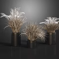 Three Bonsai Potted Plants With Dried Ornamental Grass In Black Metal Planters