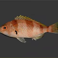 Vibrant Red Orange Striped Fish With Yellow Fins And Reflection On Gray Background