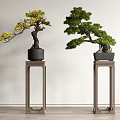 Two Decorative Indoor Bonsai Plants With Lush Foliage On Wooden Stands