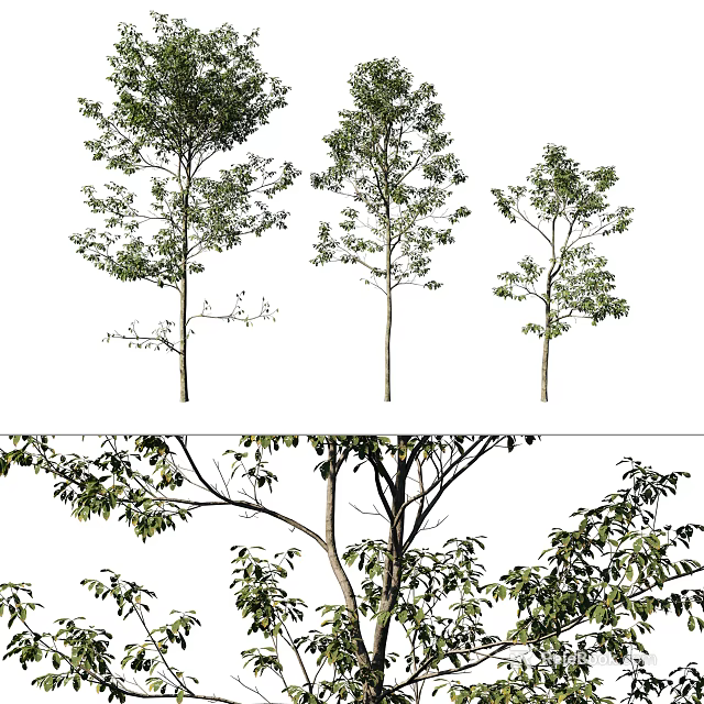 Various Arbor Tree Varieties Featuring Lush Green Foliage And Sturdy Trunks 3d model 