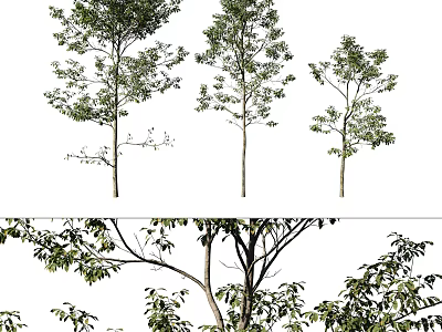 Various Arbor Tree Varieties Featuring Lush Green Foliage And Sturdy Trunks 3d model