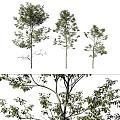 Various Arbor Tree Varieties Featuring Lush Green Foliage And Sturdy Trunks 3d model