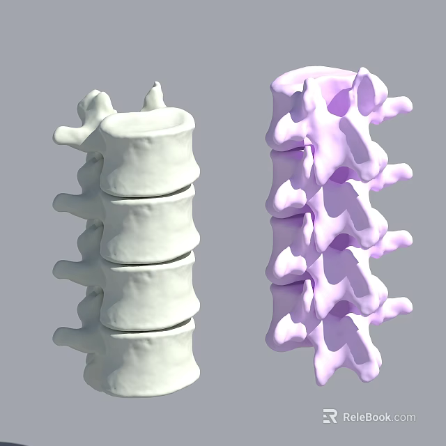 Detailed 3D Anatomical Spine Models In White And Purple Bone Structure 3d model 