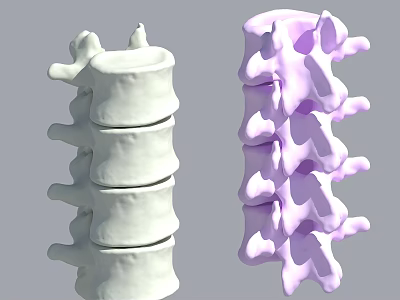 Detailed 3D Anatomical Spine Models In White And Purple Bone Structure 3d model