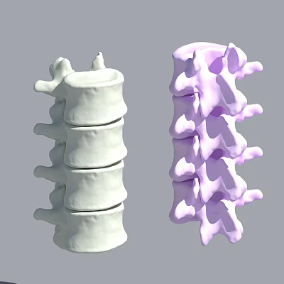 Detailed 3D Anatomical Spine Models In White And Purple Bone Structure 3d model