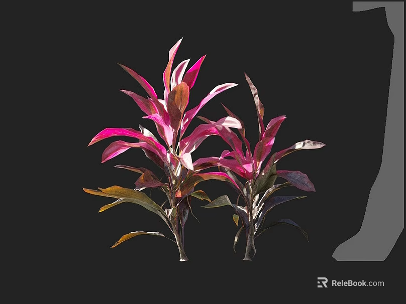 Two Vibrant Decorative Plants with Pink and Purple Gradient Slender Leaves Against Black Background 3d model 
