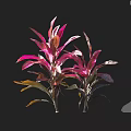 Two Vibrant Decorative Plants with Pink and Purple Gradient Slender Leaves Against Black Background