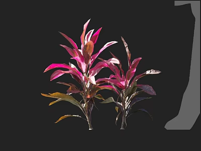 Two Vibrant Decorative Plants with Pink and Purple Gradient Slender Leaves Against Black Background 3d model