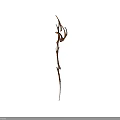 Dried Plant with Slender Stem and Curled Leaves on White Background