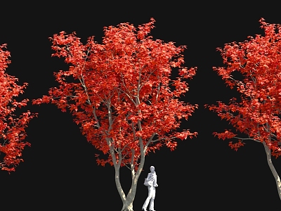 Cong Red Maple Bonsai New Chinese Style Solitary Tree Planting Ornaments Outdoor Sitches model