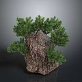 Natural Bonsai Tree On Rock With Lush Green Foliage And Textured Bark