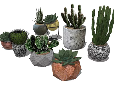 Variety of Succulent and Cactus Potted Plants in Decorative Designer Pots 3d model