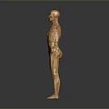 Golden Anatomical Human Figures Displaying Organ And Skeleton Structures In Detailed Visualization