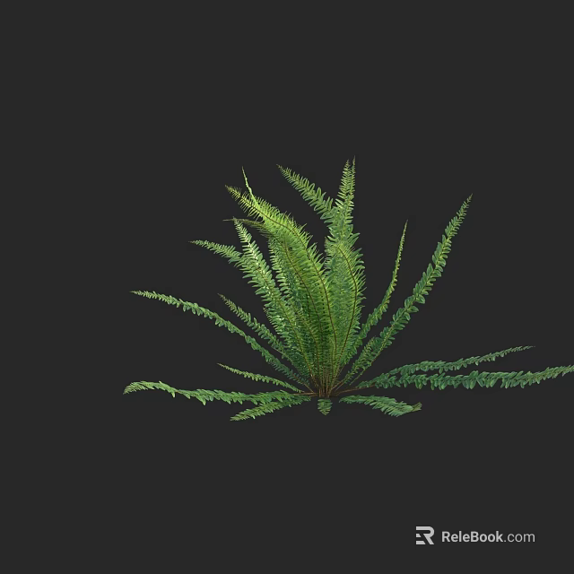 Lush Fern Plant With Green Feathery Leaves Against Black Background 3d model 