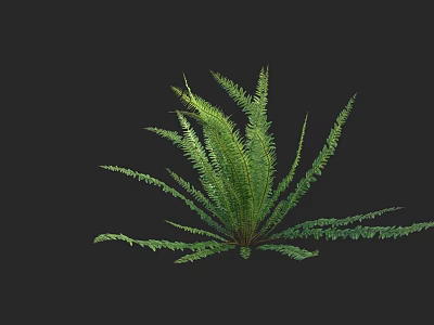 Lush Fern Plant With Green Feathery Leaves Against Black Background 3d model