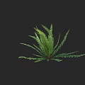 Lush Fern Plant With Green Feathery Leaves Against Black Background