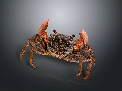 Brown Reptile with Textured Carapace and Orange Claws on Gray Surface 3d model
