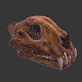 Large Feline Animal Skull With Sharp Teeth And Brown Bone Structure