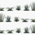 Various Green Bush Varieties for Landscape Design and Garden Decoration