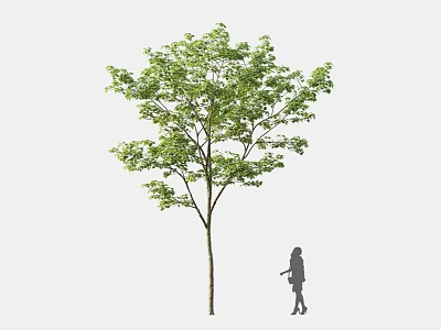 Tall Arbor With Lush Green Foliage And Single Trunk Featuring Human Silhouette For Scale 3d model
