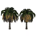 Lush Palm Trees With Green And Yellow Fronds And Brown Trunks