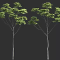 Two Trees With Slender Trunks And Lush Green Leaves Against Dark Background