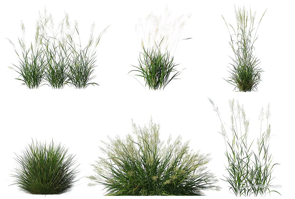 Aquatic Plants Collection Featuring Various Green Foliage And White Flower Spikes 3d model 