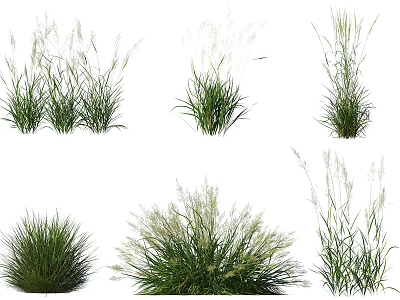 Aquatic Plants Collection Featuring Various Green Foliage And White Flower Spikes 3d model