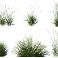 Aquatic Plants Collection Featuring Various Green Foliage And White Flower Spikes