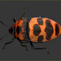 Colorful Beetle With Shiny Exoskeleton Vibrant Red Orange Black Patterns And Green Blue Legs