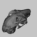 Detailed Animal Skull Specimen With Natural Bone Structure And Texture