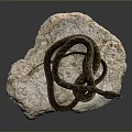 Brown Coiled Snake With Patterned Skin Resting On Gray Rock Surface 3d model
