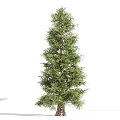 Evergreen Trees In Different Sizes With Lush Green Foliage And Natural Look