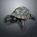 Realistic Detailed Dark Colored Turtle With Patterned Shell On Gray Background