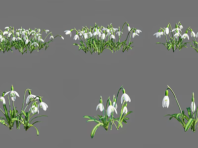 White Snowdrop Flowers With Green Stems In Different Natural Arrangements 3d model