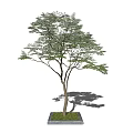 Slender Trunk Arbor With Spreading Branches Lush Green Leaves And Small Grass Patch