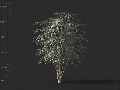 Tall Arbor With Slender Green Leaves And Multiple Thin Trunks Design 3d model