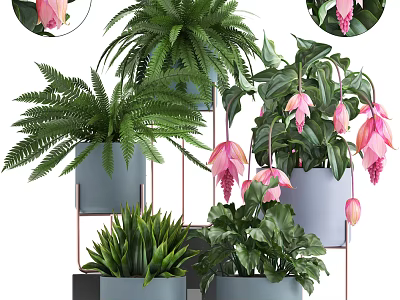 Potted Bonsai Plants With Ferns Pink Flowers And Gray Metal Stand Pots 3d model