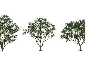 The Modern Tree 3d model