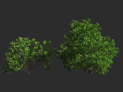 Healthy Green Leafy Shrubs With Lush Foliage And Different Sizes For Garden Landscaping 3d model