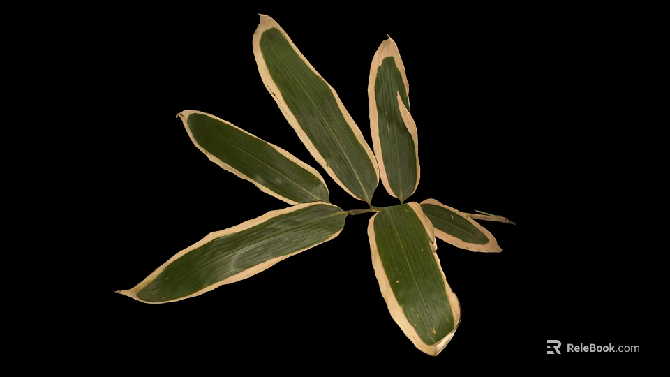 Bamboo Leaves Featuring Vibrant Green Color With Distinct Creamy White Edges 3d model 