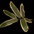 Bamboo Leaves Featuring Vibrant Green Color With Distinct Creamy White Edges