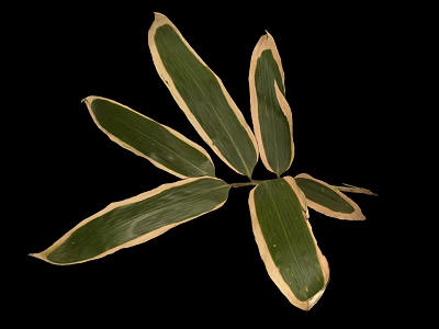 Bamboo Leaves Featuring Vibrant Green Color With Distinct Creamy White Edges 3d model