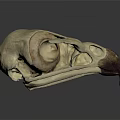 Medical Device Bird Skull Anatomical Model With Textured Surface For Educational Training 3d model