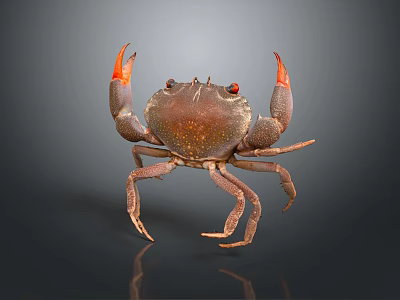 Brown crab with red claws and shiny body on dark background 3d model
