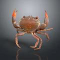 Brown crab with red claws and shiny body on dark background