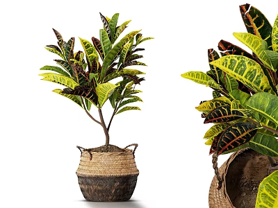 Lush Colorful Variegated Leaf Potted Plants in Woven Basket for Indoor Decor 3d model