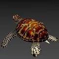 Colorful Sea Turtle With Red Brown Carapace And Spotted Flippers