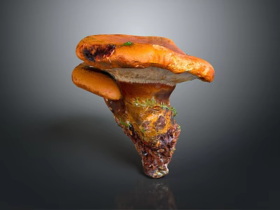 Beautiful Flowers With Green Moss On Orange Mushroom In Natural Setting 3d model